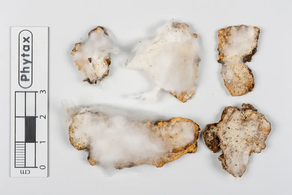 Atractylodis lanceae rhizoma